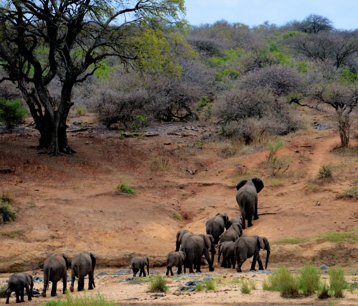The Crisis and Concerns of Animal Extinction